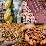 IN IVORY COAST, THE WORLD’S LARGEST COCOA PRODUCER, FARMERS WORRY OVER NEW US TARIFFS