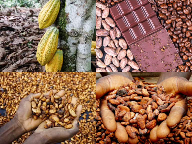IVORY COAST COCOA