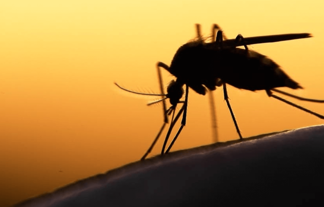 Connecticut Confirms Seasons First West Nile Virus-Positive Mosquitoes: What To Know