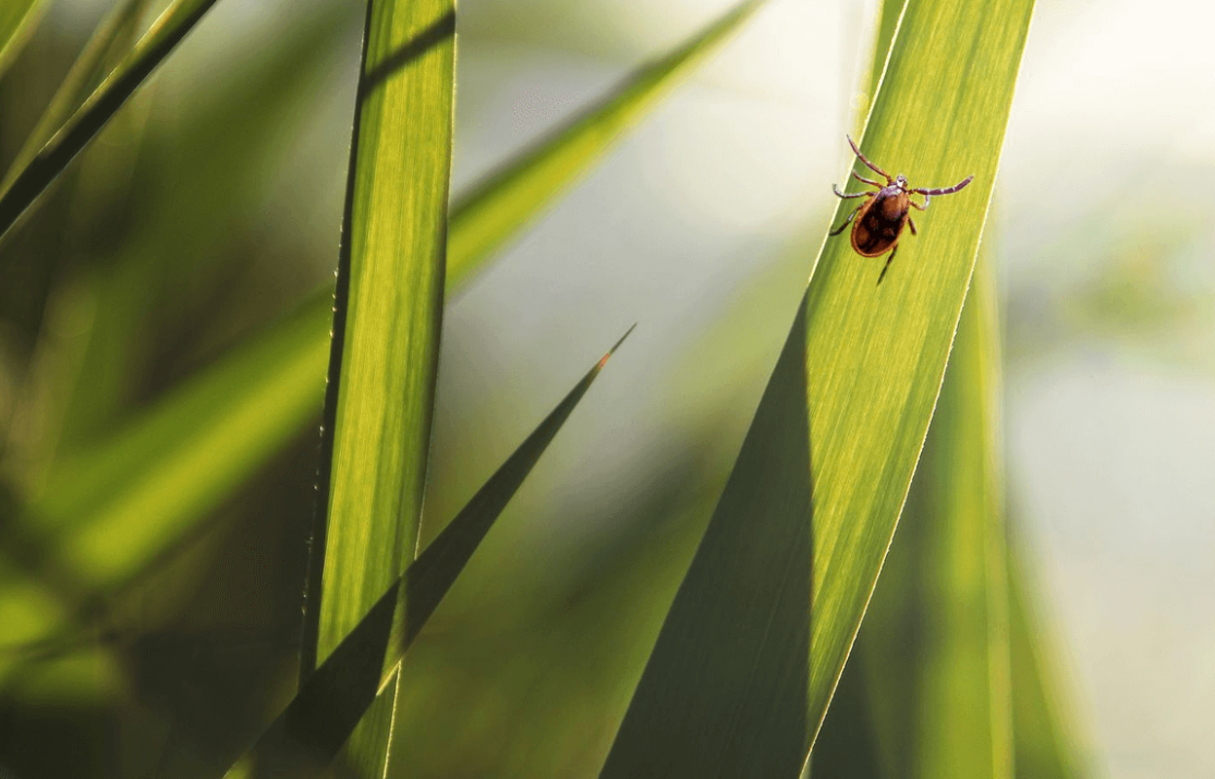 5 Natural Ways to Keep Ticks Out of Your Lawn and Garden