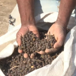 Trump’s Colombia tariffs threats raise pressure on coffee prices