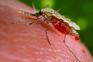 anopheles-mosquito-e1516643056745