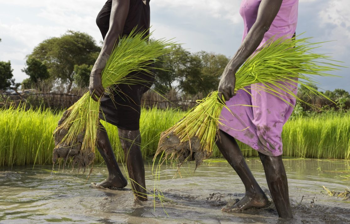 South Sudan’s Floods Inspire a First Generation of Rice Growers