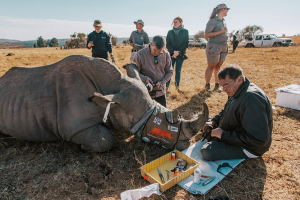Screenshot 2025-08-05 at 07-03-57 save-rhinos.png (PNG Image 1200 × 800 pixels)