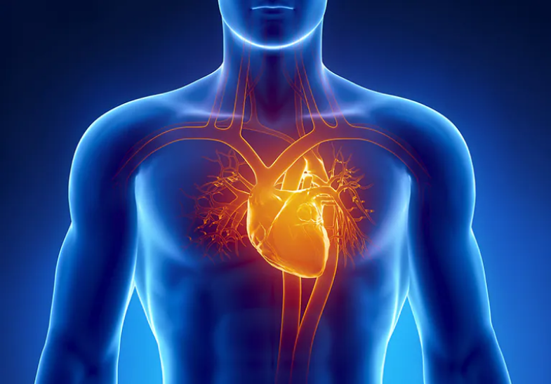 Screenshot 2025-08-21 at 12-37-04 CARDIOVASCULAR DISEASES ARTH - Google Search