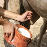 Somalia’s Agricultural Revolution Quietly Escalating with Camel Milk Production