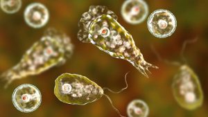 brain-amoeba-1200x675