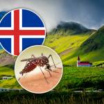 First Mosquitoes in Iceland, Signal a Warning to the World: When the North Lost its Buzz-Free Haven