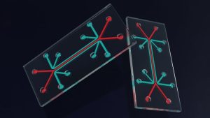 scientists-build-the-first-lung-on-a-chip-with-a-working-immune-system-405130-640x360