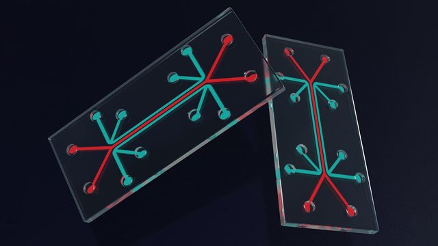 scientists-build-the-first-lung-on-a-chip-with-a-working-immune-system-405130-640x360