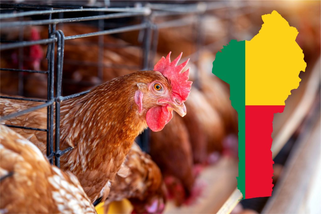 Screenshot 2025-12-14 at 06-27-29 Factory_Chicken_Hens_ga28hc.webp (WEBP Image 7952 × 5304 pixels) — Scaled (17%)