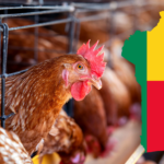 Benin Secures US$112m AfDB Loan to Boost Poultry Production and Rural Incomes