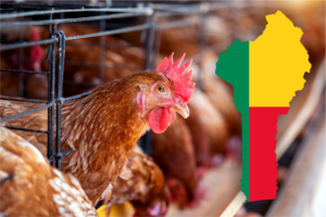 Screenshot 2025-12-14 at 06-27-29 Factory_Chicken_Hens_ga28hc.webp (WEBP Image 7952 × 5304 pixels) — Scaled (17%)