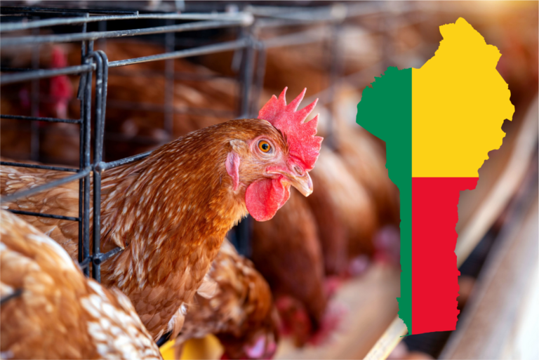 Screenshot 2025-12-14 at 06-27-29 Factory_Chicken_Hens_ga28hc.webp (WEBP Image 7952 × 5304 pixels) — Scaled (17%)