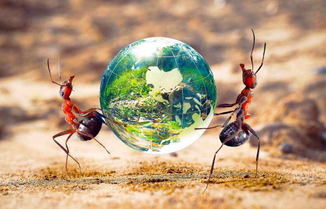 Nation’s Building: The Evolution of Expendability, why some Ants Traded Armor for Number
