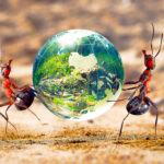 Nation’s Building: The Evolution of Expendability, why some Ants Traded Armor for Number