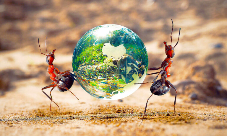 ants_earth-population_total-number_1m