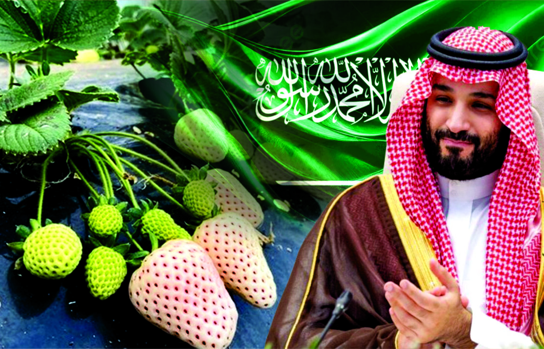 Saudi Arabia’s ‘White Gold’-(White Strawberries) Emerge as a Soft-Power Symbol of Prince Mohammed bin Salman’s Vision 2030