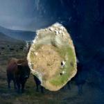 Readaptability and Genetic Reorder of Cattle that Survived 130 Years on Amsterdam Island