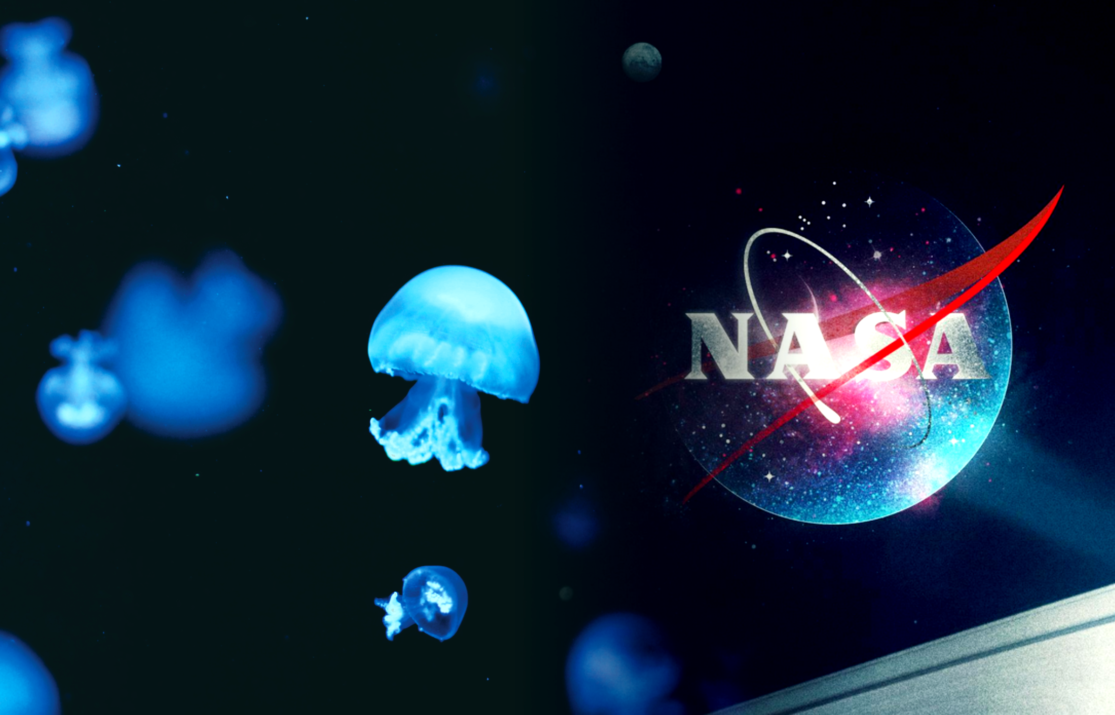 NASA’s Jellyfish Study Leaves Questions About How Life Adapts in Space