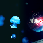 NASA’s Jellyfish Study Leaves Questions About How Life Adapts in Space