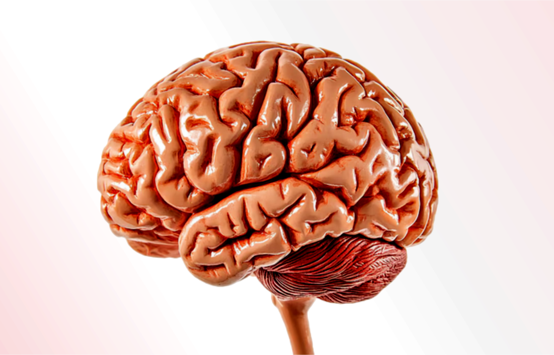 World Brain Day 2026, Small Daily Habits That Can Help Protect Your Brain