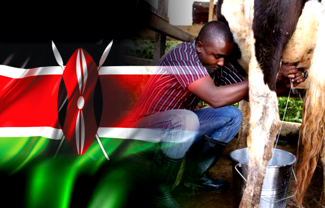 Kenya’s Dairy Surpasses Egypt as Africa’s Top Milk Producer, Tough Road for Peasants