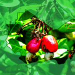 Unlocking the Value of West Africa’s Cashew Apple, the Second Harvest