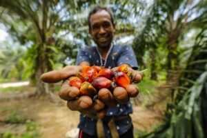 Read more about the article Starting Palm Oil Business In Nigeria – Explainer