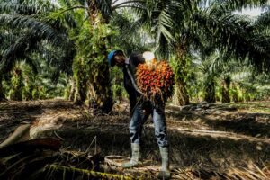 Read more about the article Top 10 Highest Palm Oil Producing States in Nigeria (2024)
