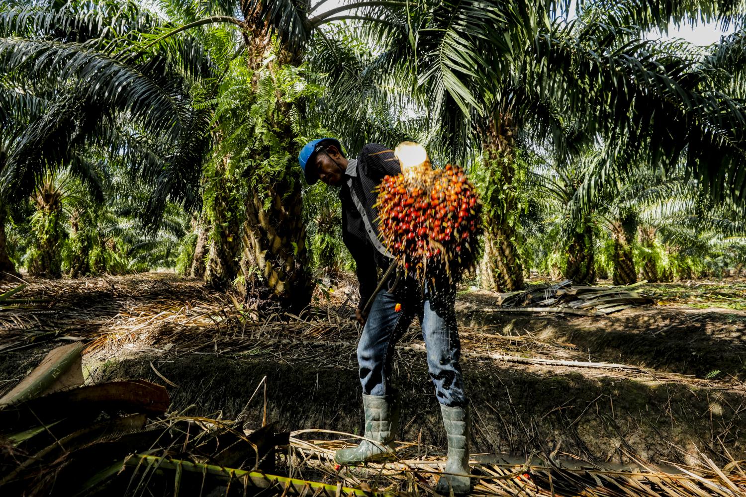 You are currently viewing Nigeria moves to boost palm oil production through climate-smart agriculture