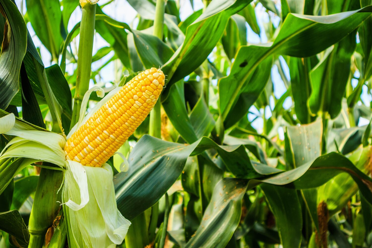 Read more about the article Maize price drop excites poultry farmers
