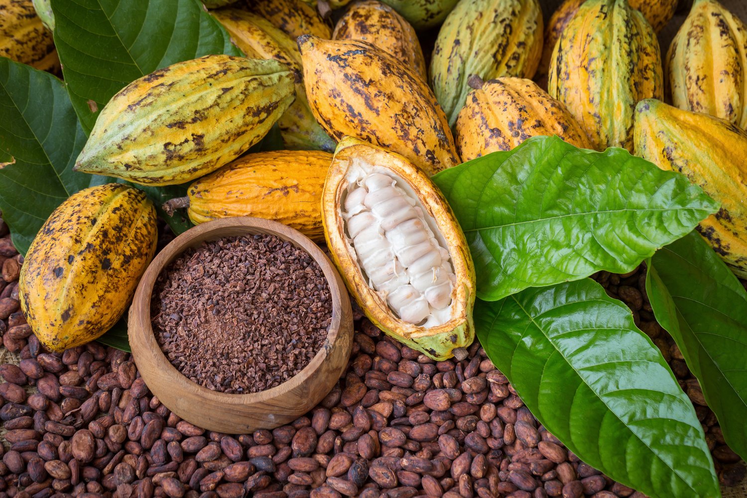 You are currently viewing Price Surge Propels Cameroon Farmers Towards Cocoa’s Lucrative Future